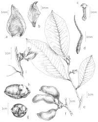 Image result for Xylopia odoratissima