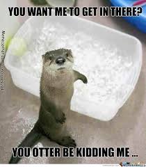 Cute Animal Memes Best Collection Of Funny Cute Animal Pictures Cute Animal Memes Cute Animals Otters
