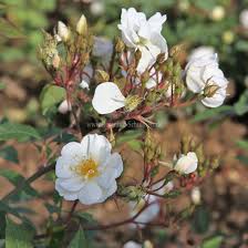 We did not find results for: Darlow S Enigma Rosen Online Kaufen Im Rosenhof Schultheis Rosen Online Kaufen Im Rosenhof Schultheis