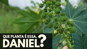 90 imagens gratuitas de mamonas. Mamona Youtube