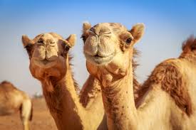 Camels have evolved into the perfect specimens for desert adaptation. What Is A Camel A Camel Is A Large Plant Eating Animal That Is Adapted To Life In Deserts
