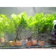 Tanaman aquascape merupakan jenis tumbuhan yang hidup di air, dijadikan sebagai hiasan untuk aquarium. Produk Terkini Tanaman Aquascape Egeria Densa Hydrila Cocok Untuk Pemula Shopee Indonesia