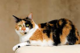 Pete the cat christmas coloring page. 8 Questions About Calico Cats Answered Catster