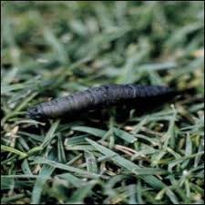 How To Kill Leatherjackets In Your Lawn