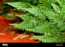 Image result for Davalliaceae