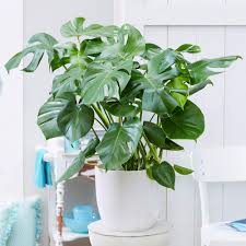 Monstera are species of evergreen tropical vines/shrubs that are native to central america. Monstera Swiss Cheese Plants For Sale Brighterblooms Com