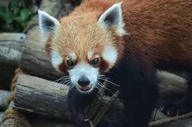 India, officially the republic of india is a country in south asia. 6 National Parks To Spot Red Panda In India