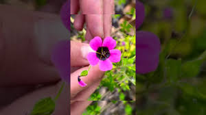 Image result for Geranium ocellatum