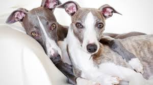 10 Quick Facts About Whippets Mental Floss