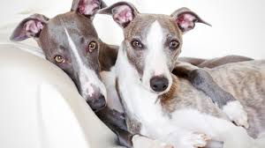 10 quick facts about whippets mental floss