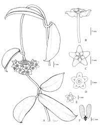 Illustrations Of Hoya Rostellata Kidyoo A Flowering Branch B Download Scientific Diagram