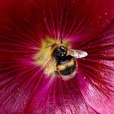 A Beautiful Big Bumble Bee Enjoying The Huge Pollen Yields From The Hollyhocks In The Garden Bumblebee Savethebees H Bee On Flower Bee Bumble Bee
