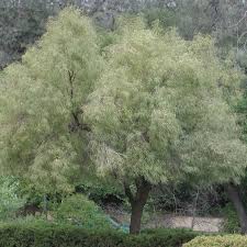 In north america, where it is naturalized, it is known as african sumac and willow rhus. Tree African Sumac Ruff