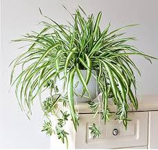 Do It Yourself Halloween Decorations Zivisk Artificial Flowers Spider Plant Fake Greenery Indoor Outside Home Ga Plants Indoor Tropical Plants Spider Plants