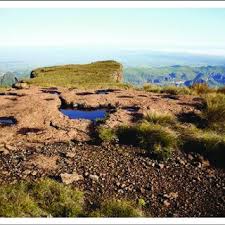 Image result for Styppeiochloa gynoglossa