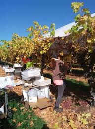 Dalam sebulan dia berhasil mengumpulkan rp 10 jutaan, lumayan kan? Kerja Di Australia Direct Owner Ladang Dan Restaurant