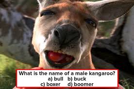 So do take a look at the following list of australia trivia questions and make sure you answer them without peeking. I Bet You Can T Score 40 50 On This Mammoth Aussie Trivia Quiz