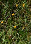 Image result for Crassocephalum picridifolium