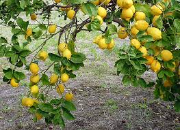 Image result for Citrus × limon
