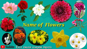 Flowers belong of essential occasions in our lives. Flowers Name Top Flowers Name Easy English Learning Process Video Dailymotion
