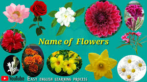 English ivy is the most commonly planted ivy plant in north america and europe. Flowers Name Top Flowers Name Easy English Learning Process Video Dailymotion