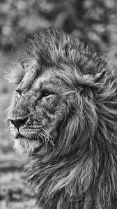 Black And White Lion And Lioness Pictures Lions Eye Google Search Black And White Lion Lion Photography Lion Eyes