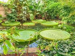 Liste botanischer gärten — ein botanischer garten ist eine oft nach herkunft der pflanzen arten geordnete anpflanzung von bäumen, sträuchern und krautiger pflanzen. Der Okologisch Botanische Garten In Bayreuth Obg