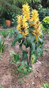 Image result for Justicia aurea