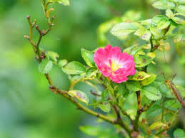 Image result for Cissus rubiginosa