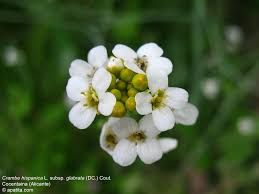 Image result for Crambe hispanica
