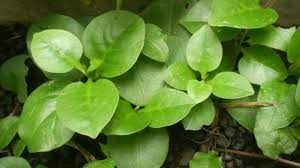 Temukan 100.000 pilihan gambar daun menakjubkan, unduh gratis gambar daun bidara & kelor. 5 Tanaman Ini Bermanfaat Untuk Sembuhkan Luka Dan Cegah Infeksi Hot Liputan6 Com