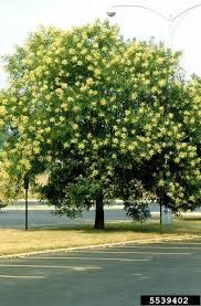 Image result for Styphnolobium