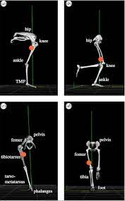What is faster a road runner or an ostrich? Ostriches Run Fast Because Of Springy Tendons