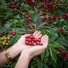 Search and share any place, find your location, ruler for distance measuring. Top Coffee Supplier In Philippines List Of Coffee Supplier Companies Philippines
