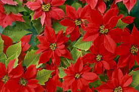 Nochebuena En Diversas Tonalidades Red Plants Pretty Flowers Flowers