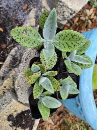 Image result for Kalanchoe gastonis-bonnieri