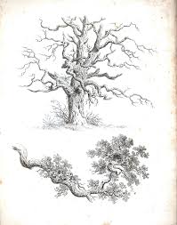 Black And White Pencil Drawings Of Trees Pin By Xiaohui Zhang On Tree And Landscape Drawings And Paintings Tree Drawing Tree Sketches Drawings