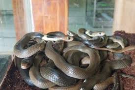 88 pertanda ular masuk rumah menurut hindu paling lengkap. Tafsir Mimpi 10 Artis Mimpi Ular Begini Kejadian Yang Bakal Menerpa Kamu Lewat Mimpi Digigit Hingga Membunuh Ular Semua Halaman Grid Star