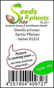 Image result for Dissotis princeps