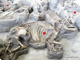 The camel then progressively asks permission to put more and more of his body in the tent and finally the man has to leave the tent because his camel is taking all the space. Nebraska S Ashfall Fossil Beds Offers Look At Prehistoric Volcano Fallout The Walking Tourists