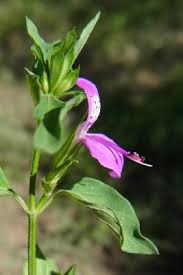 Image result for Dicliptera carvalhoi