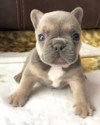 Teacup puppies for sale in miami fl, sarasota, tampa, fort myers, st petersburg, orlando florida. Micro Mini Out Of Square Www Poeticfrenchbulldogs Com Frenchbulldog Poeticfrenchies Frenc Cute Baby Animals French Bulldog Puppies Baby Animals