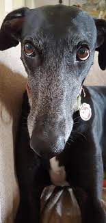 Hello Mother Do I Need To Remind You That It Is Walk Time Walkies Greyhounds Grey Hound Dog Greyhound Adoption Animals
