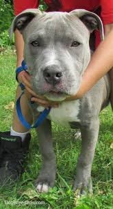 Blue Red Nose Pitbull Mix Cute Dogs Gallery Blue Nose Pitbull Pitbull Puppies Blue Pitbull