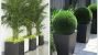 Plant Decoration Drawing