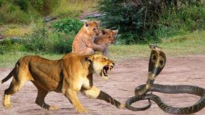 OMG. Lion Family Dares To Tease And Attack Cobra - Pitiful For Lion Who Dares To Play With Cobra | Facebook