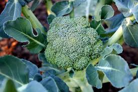 vegetables you can grow in two months