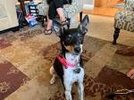 - Virginia Rat Terrier Rescue - ADOPTIONS - Rescue Me!