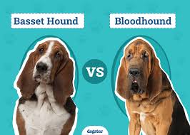 Image result for basset hound