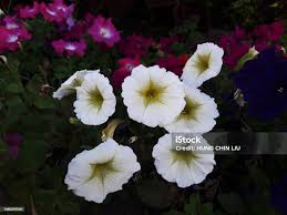 Image result for Convolvulaceae